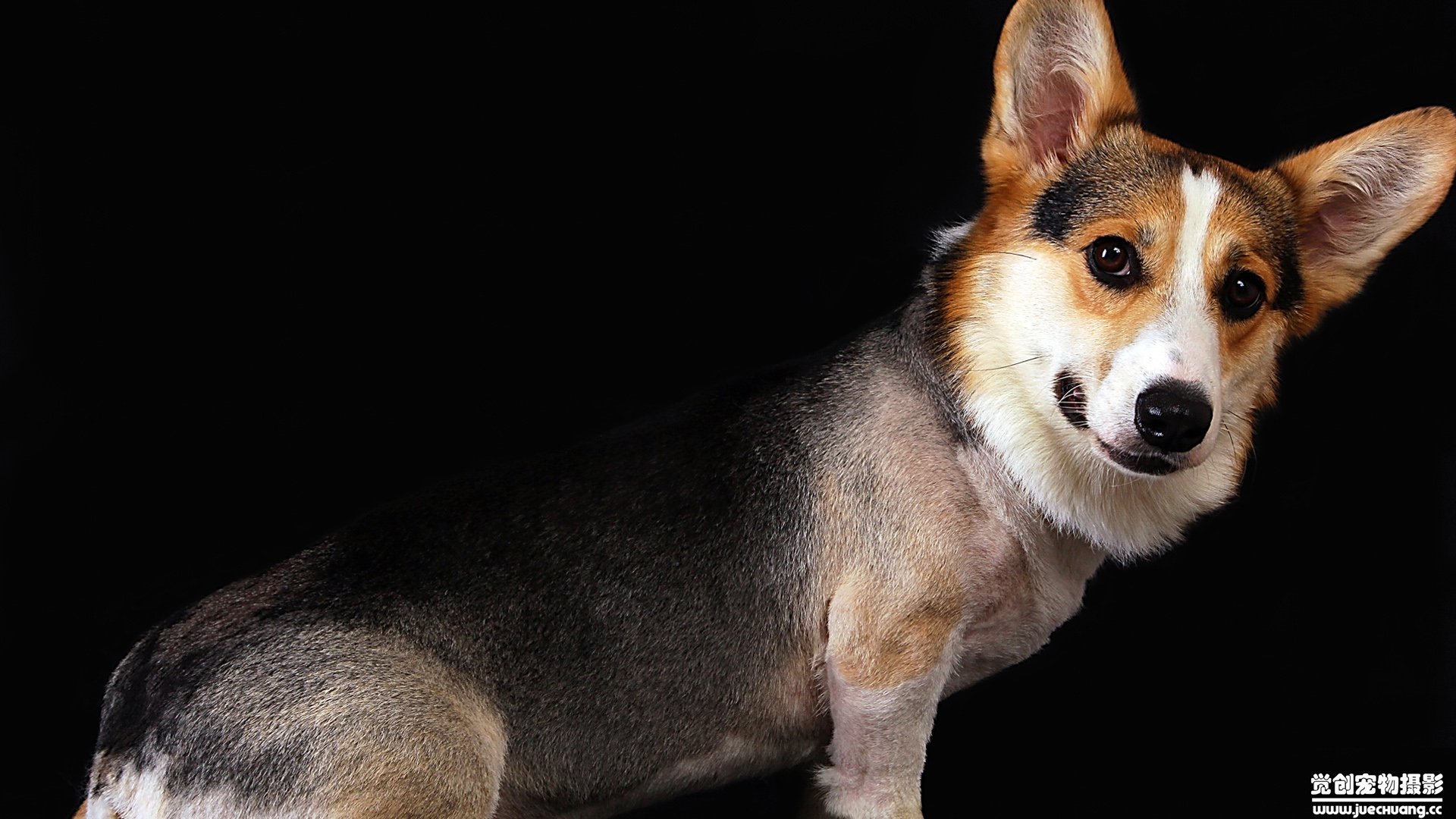 萌宠,汪星人,狗,卖萌,古灵精怪,觉创摄影,宠物,儿童桌面专用