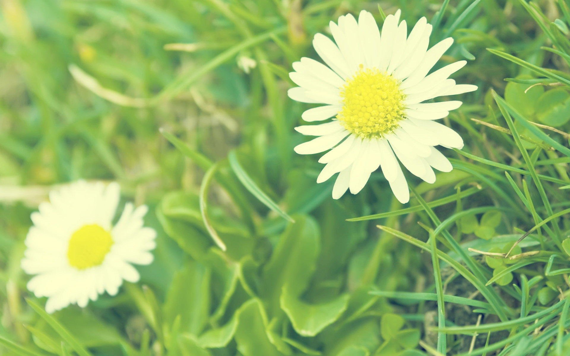 小清新,鸟语花香,花卉,儿童桌面专用