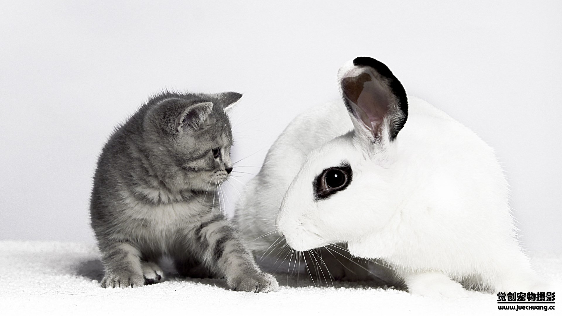 萌宠,喵星人,猫,卖萌,古灵精怪,觉创摄影,宠物,儿童桌面专用