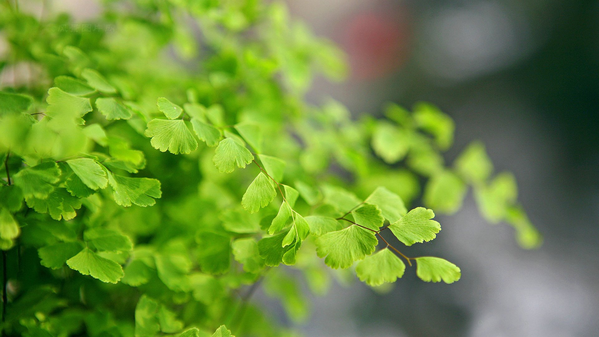 小清新,护眼壁纸,儿童桌面专用