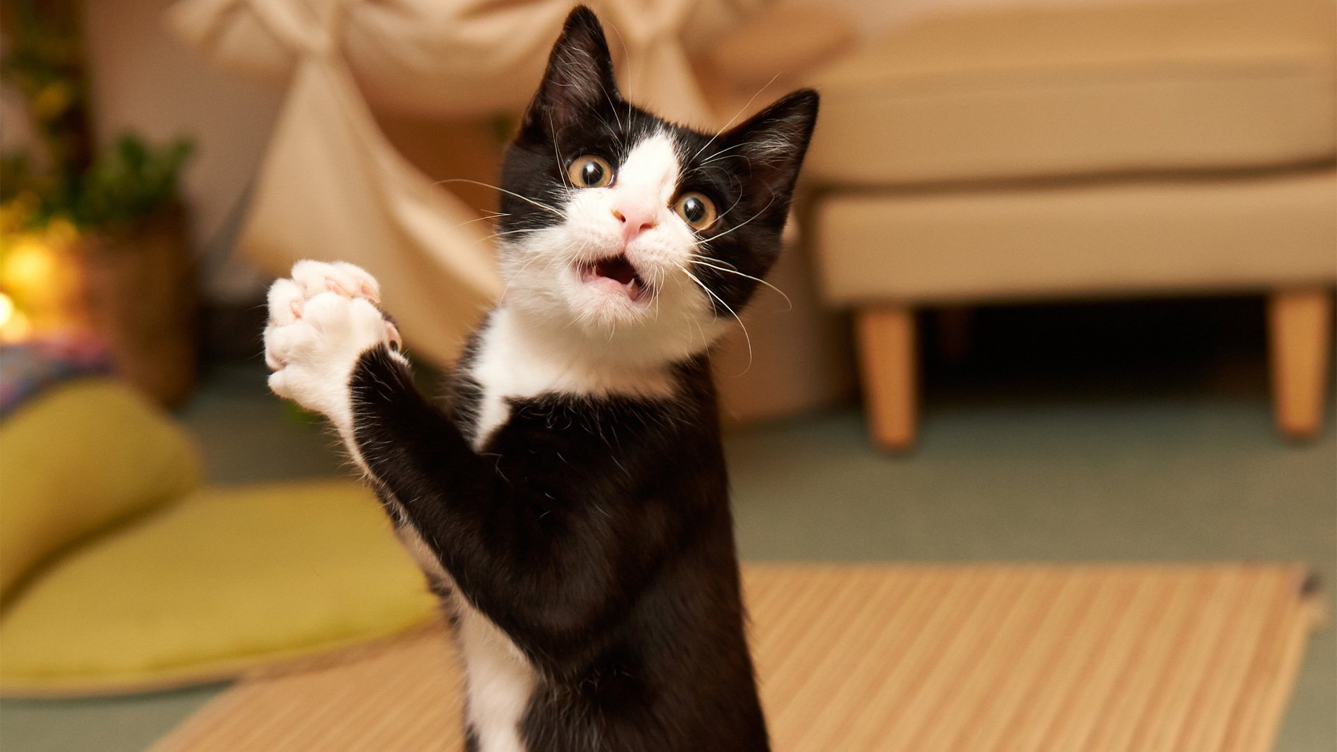 萌宠,喵星人,猫,卖萌,古灵精怪,宠物,儿童桌面专用