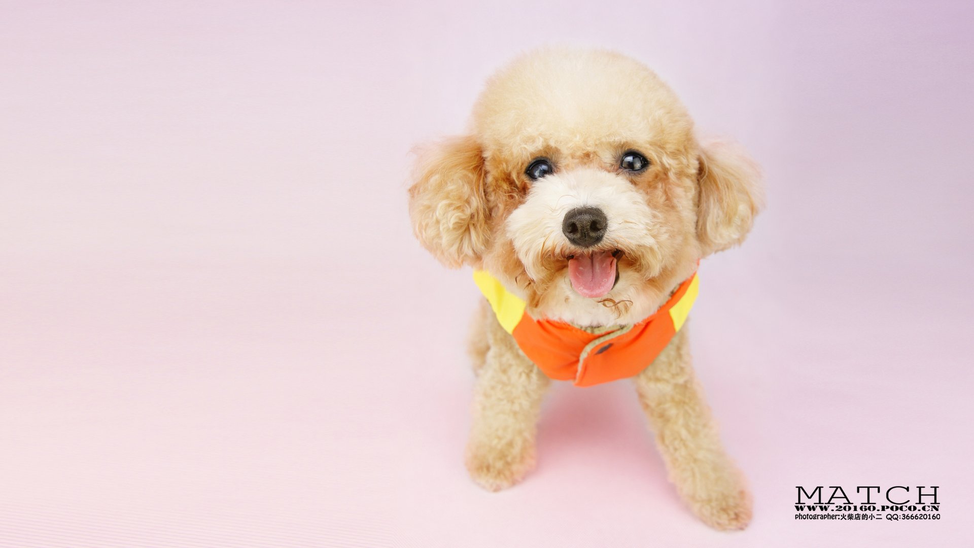 MATCH,萌宠,汪星人,狗,卖萌,古灵精怪,可爱,火柴摄影,火柴宠摄,儿童桌面专用