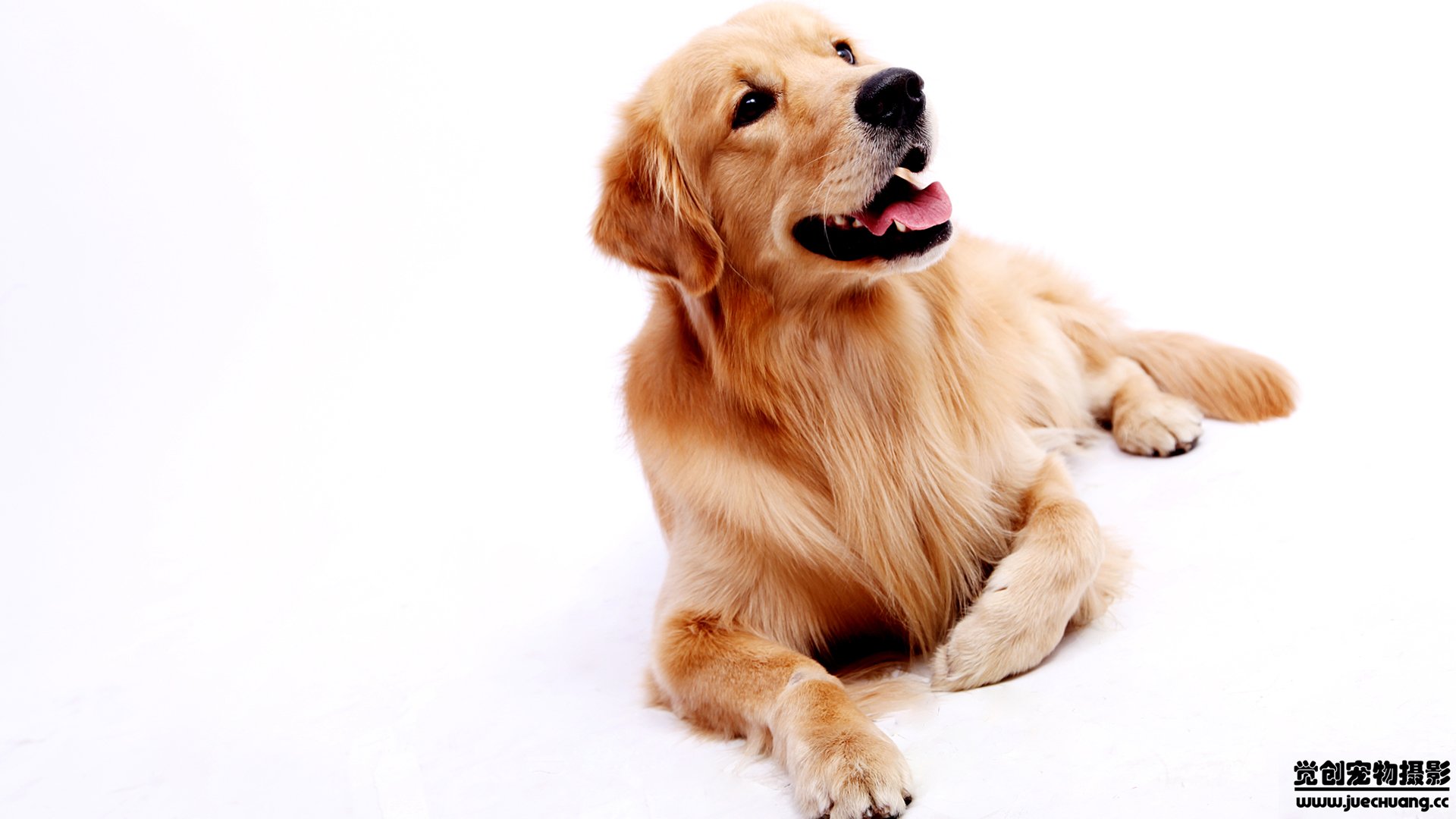 萌宠,汪星人,狗,卖萌,古灵精怪,觉创摄影,宠物,儿童桌面专用