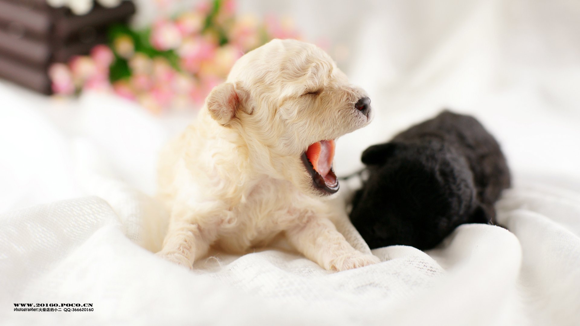 萌宠,宠物,火柴摄影,狗,汪星人,卖萌,可爱,儿童桌面专用