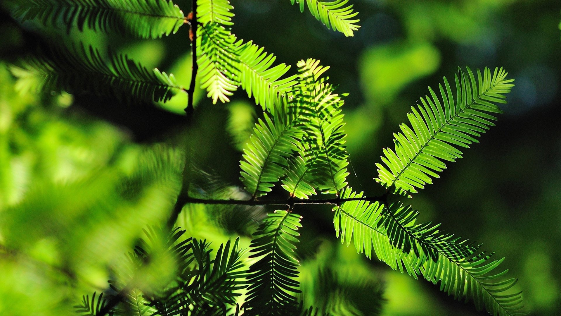 小清新,清新淡雅,护眼壁纸,舒缓压力