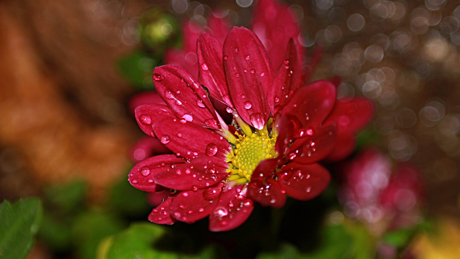 小清新,娇艳欲滴,花,儿童桌面专用