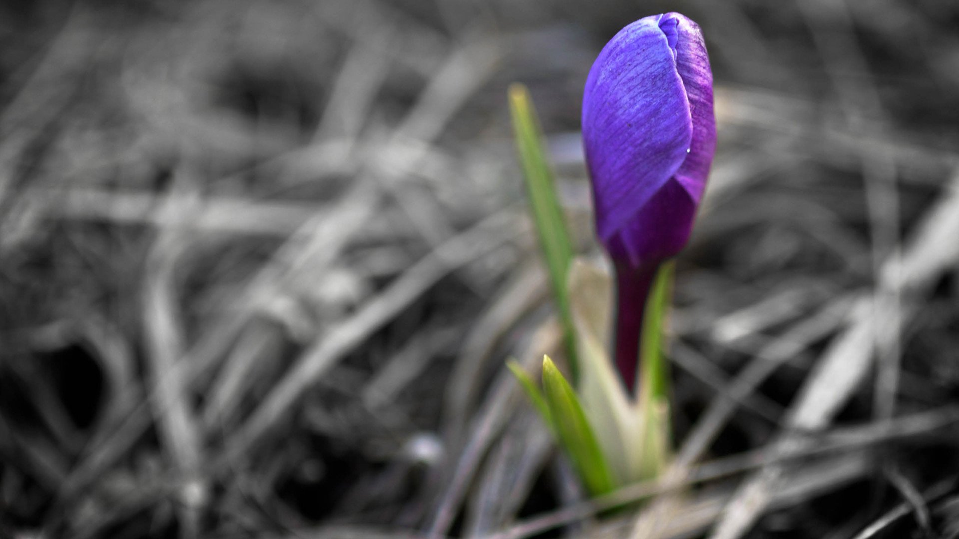 小清新,娇艳欲滴,花,儿童桌面专用
