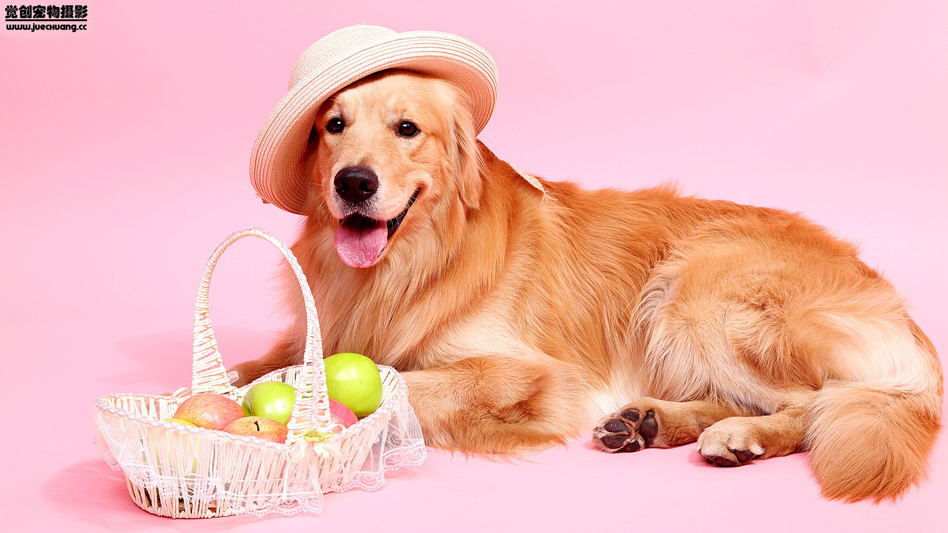 萌宠,汪星人,狗,卖萌,古灵精怪,觉创摄影,宠物,儿童桌面专用