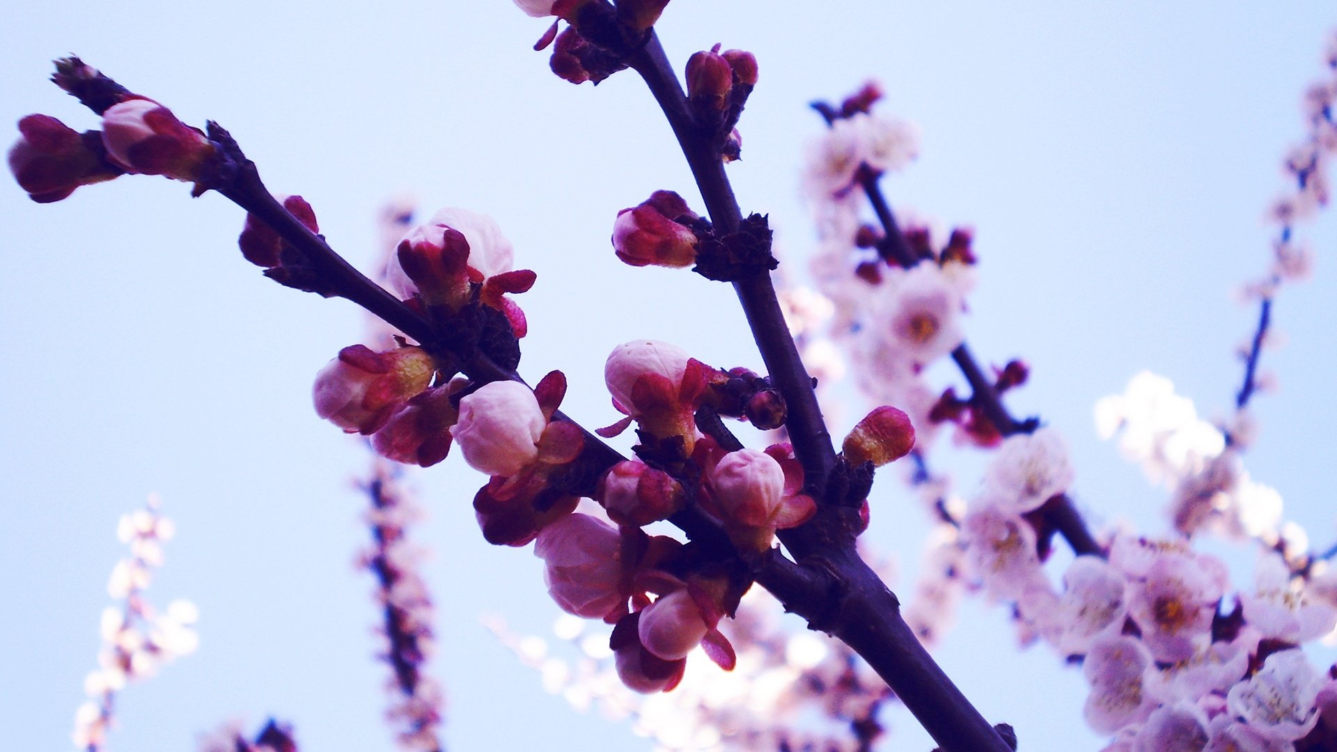 风景,春意盎然,儿童桌面专用