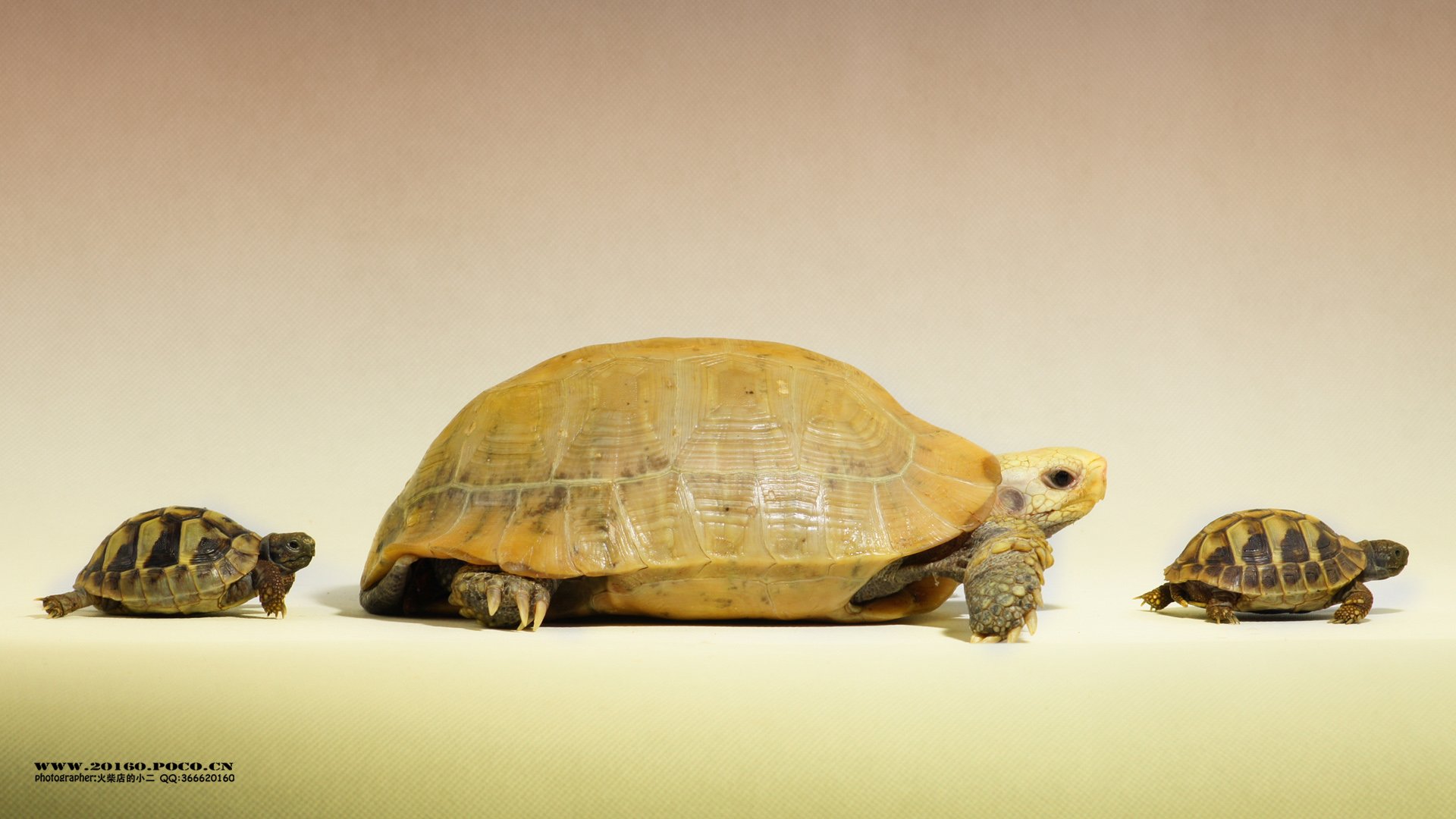 萌宠,宠物,火柴摄影,乌龟,野生动物,卖萌,可爱,儿童桌面专用