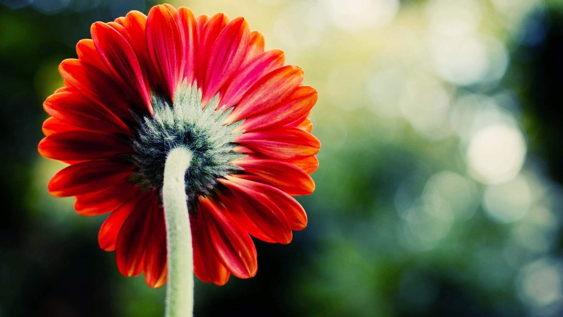 小清新,娇艳欲滴,花卉,3月1日,儿童桌面专用