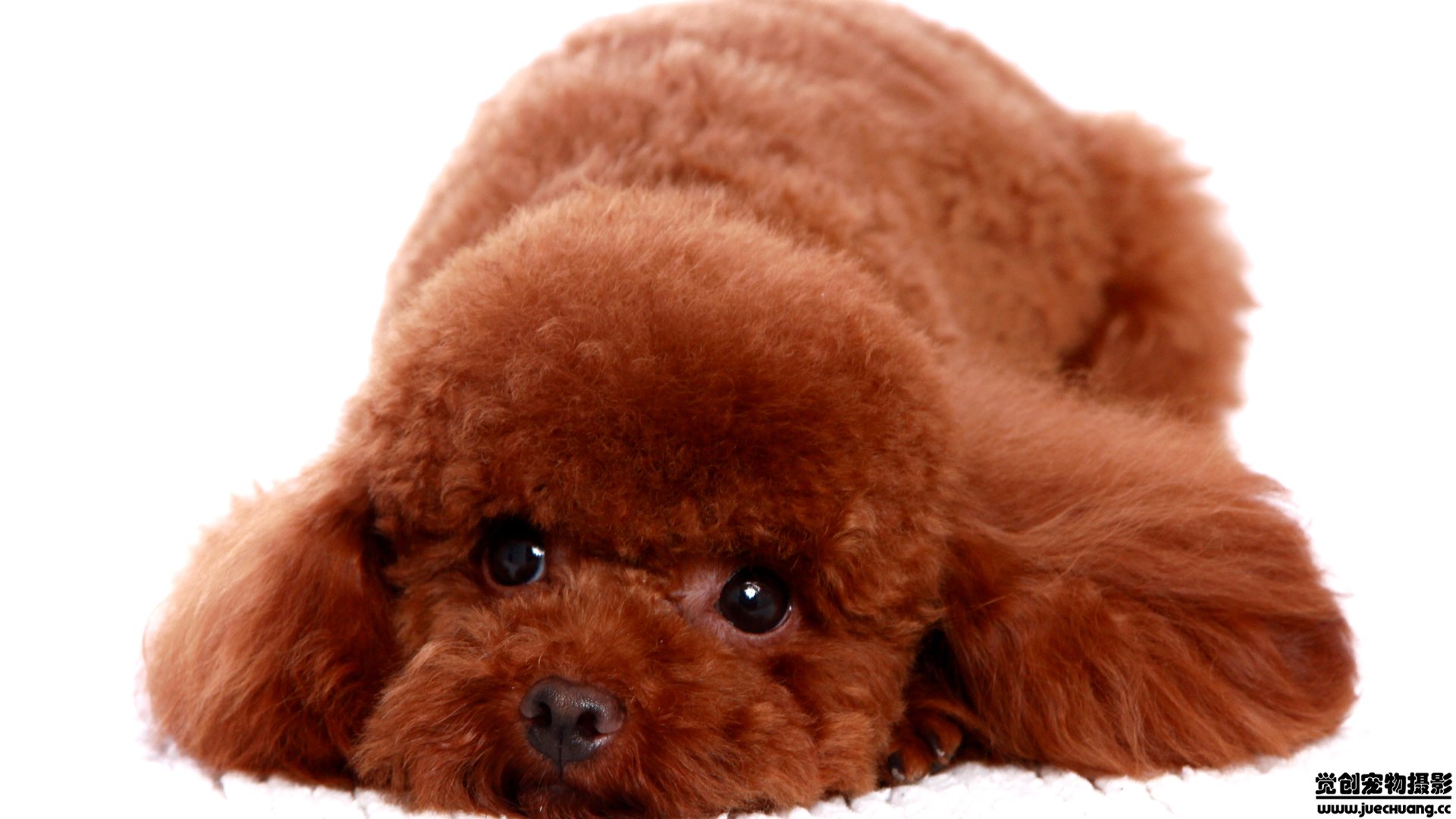 萌宠,汪星人,狗,卖萌,古灵精怪,觉创摄影,宠物,儿童桌面专用