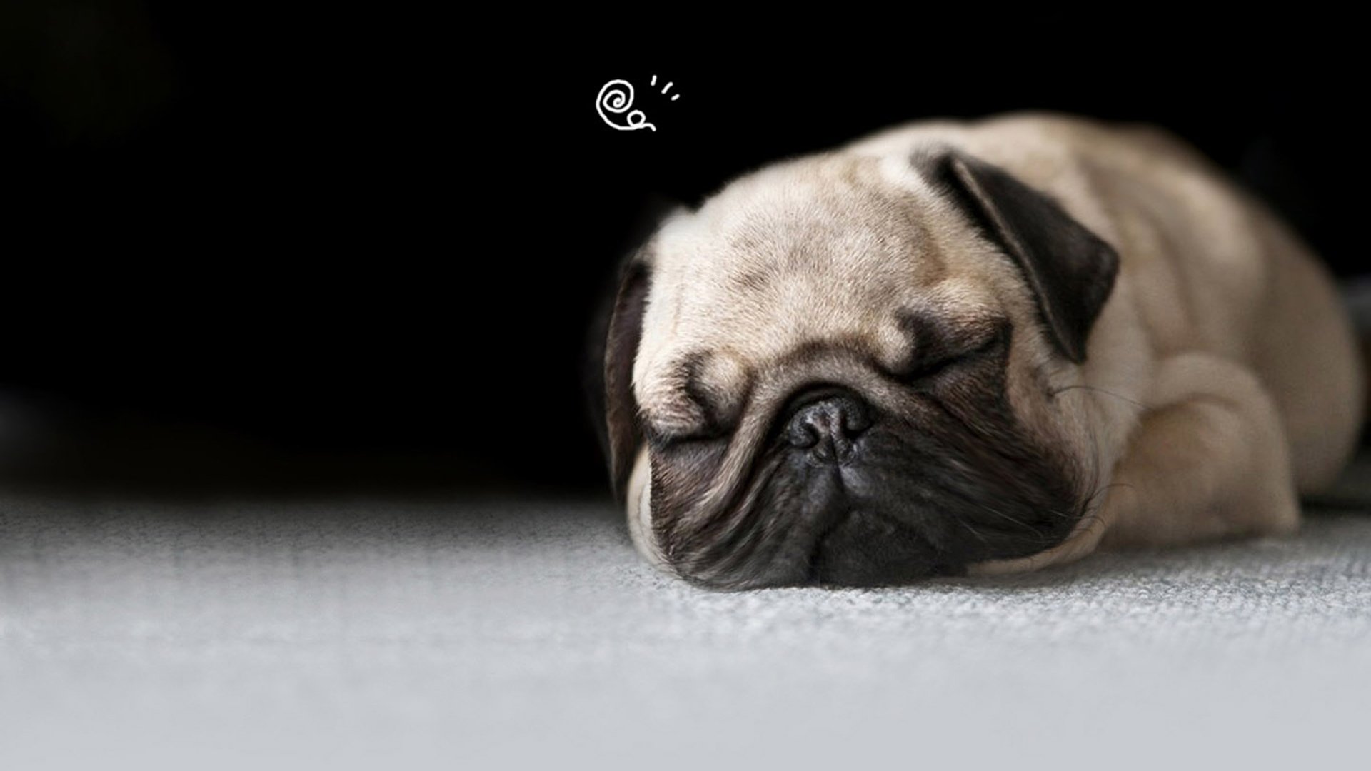 萌宠,汪星人,狗,卖萌,可爱,儿童桌面专用