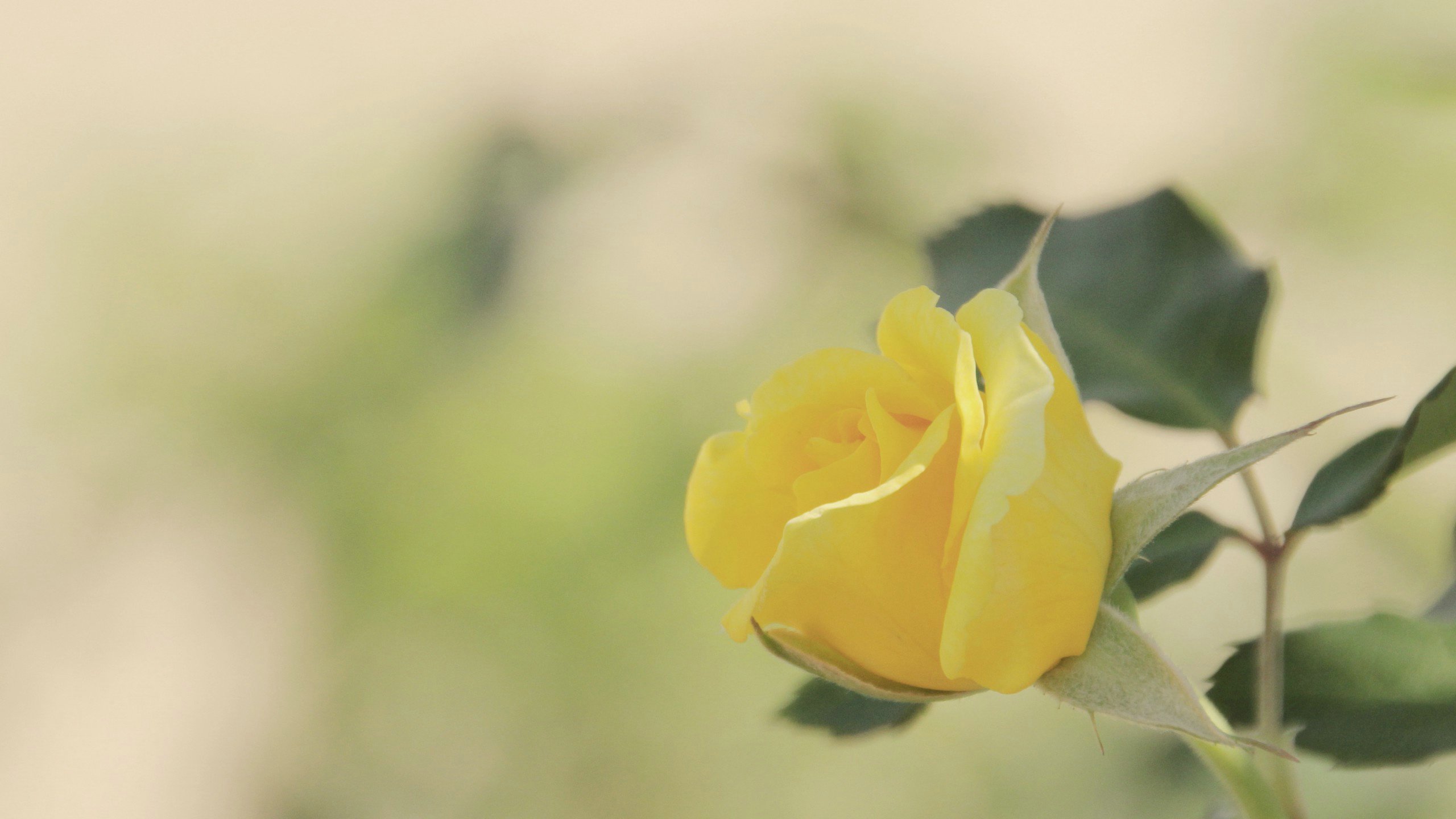 爱情美图,唯美温馨,玫瑰