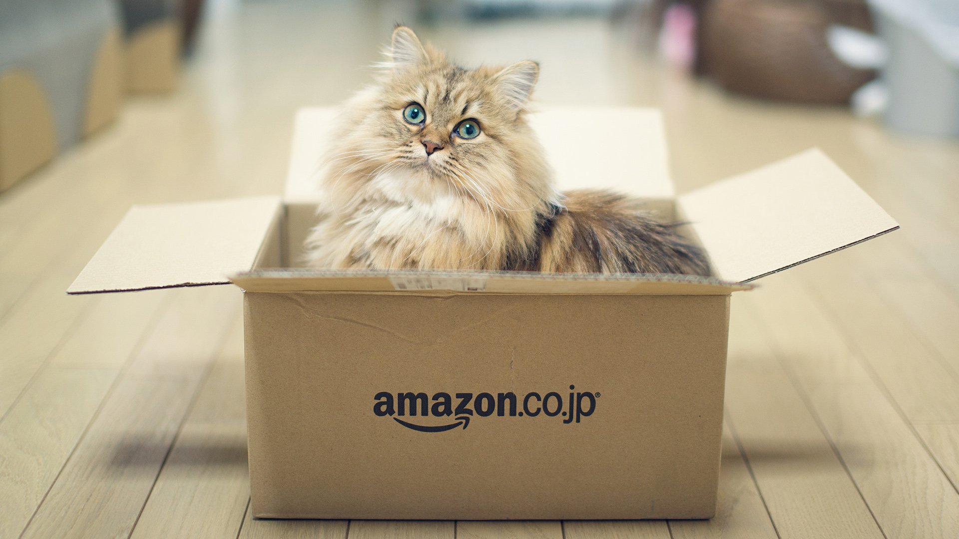 萌宠,喵星人,可爱,猫,古灵精怪,儿童桌面专用