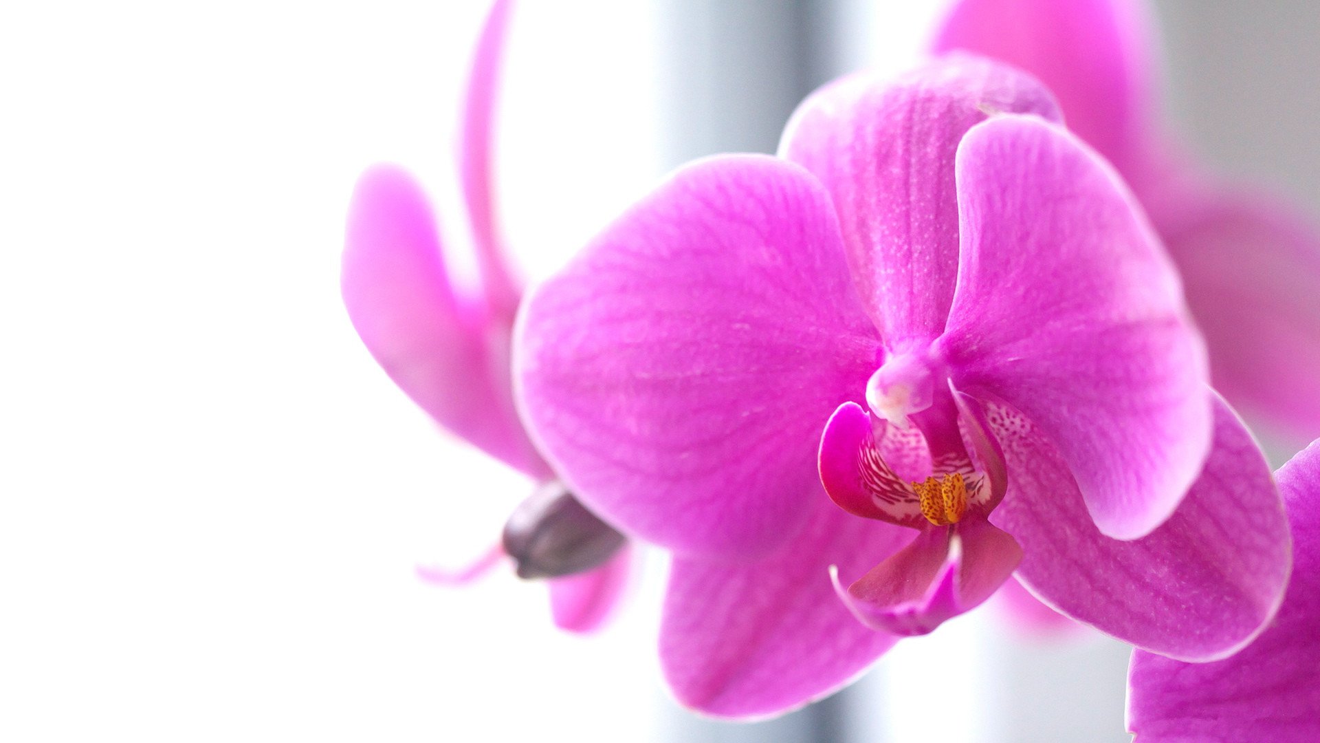 小清新,静物写真,花卉,3月5日,儿童桌面专用