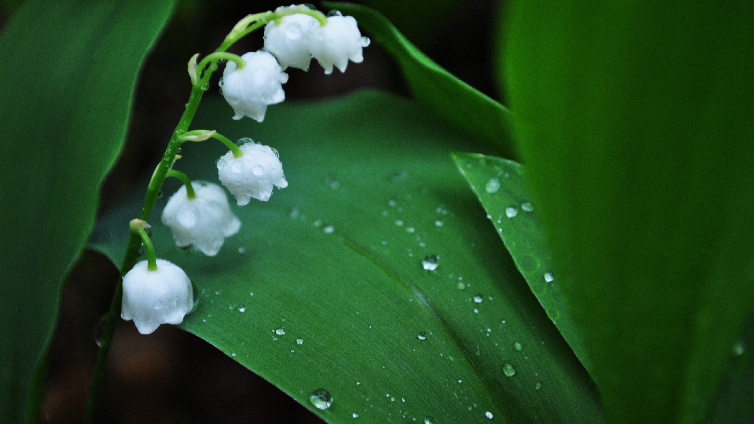 小清新,清新淡雅,花,护眼壁纸,儿童桌面专用