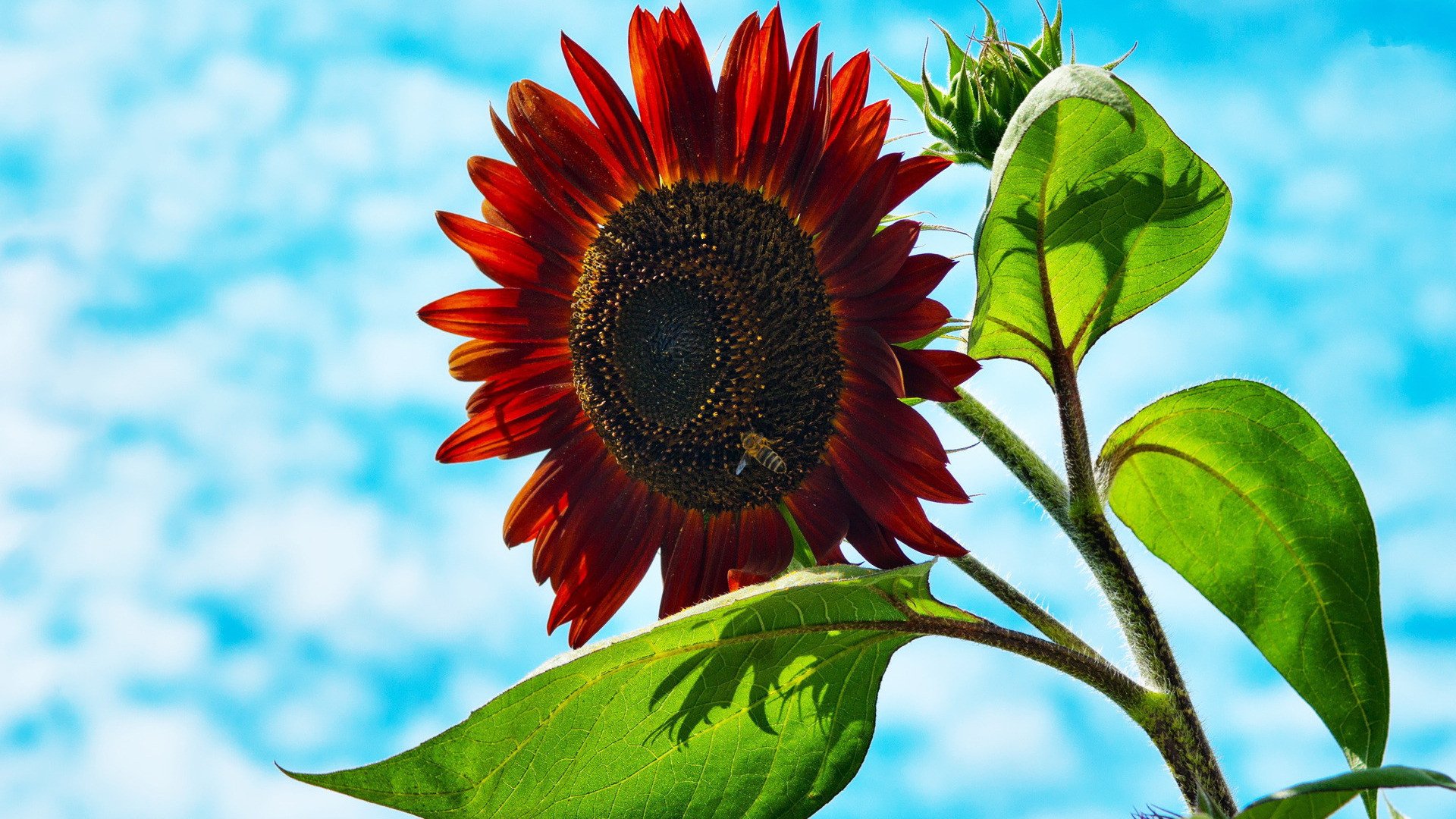 小清新,鸟语花香,向日葵,儿童桌面专用