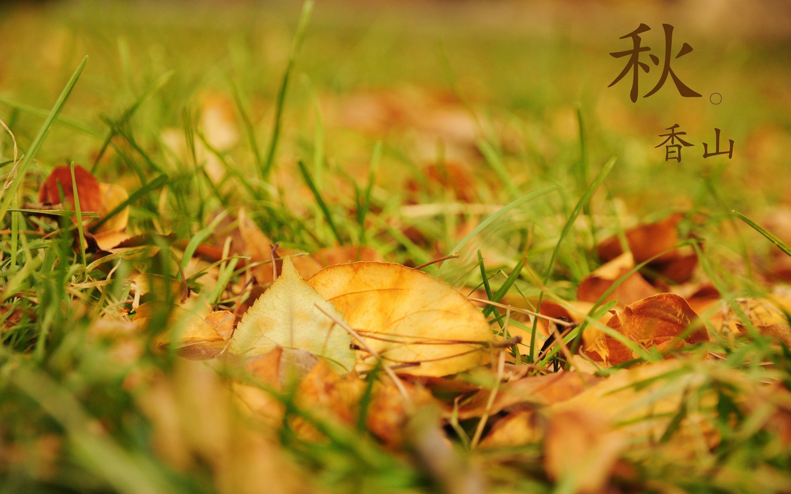 小清新,清新淡雅,树叶,香山的秋天,儿童桌面专用