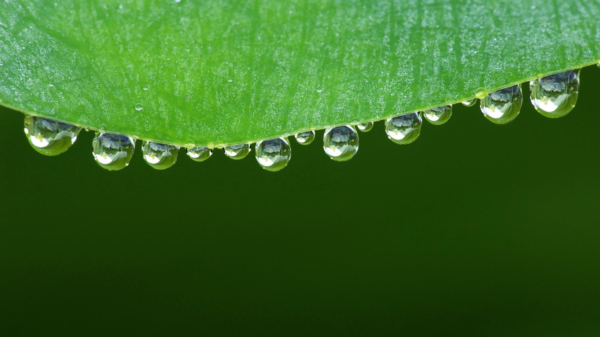 小清新,护眼壁纸,绿色,3月4日,儿童桌面专用