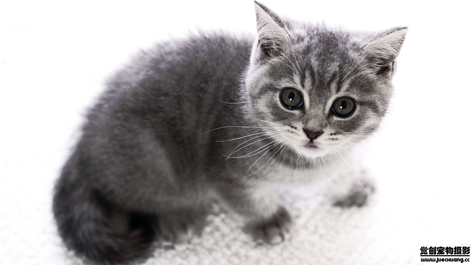 萌宠,喵星人,猫,卖萌,古灵精怪,觉创摄影,宠物,儿童桌面专用