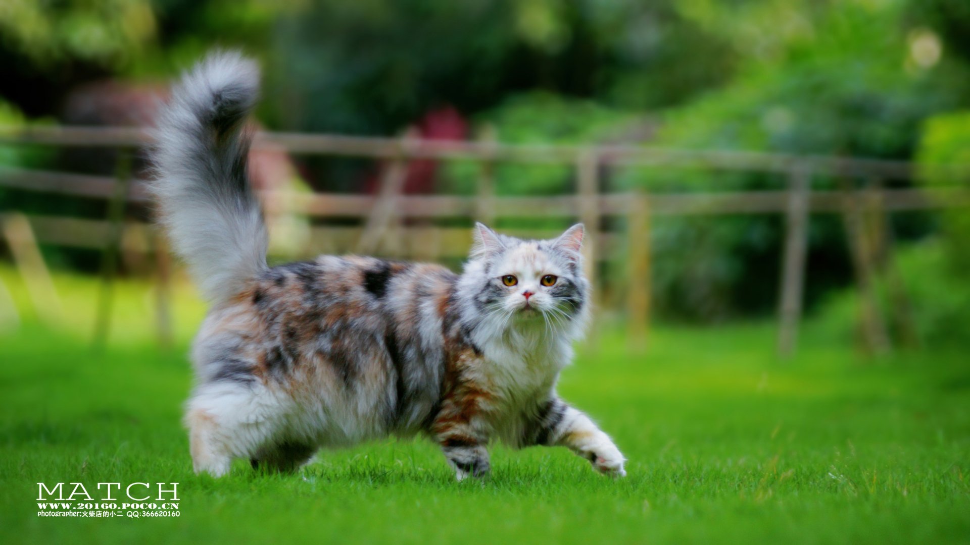 MATCH,萌宠,喵星人,猫,可爱,卖萌,古灵精怪,火柴摄影,火柴宠摄,儿童桌面专用