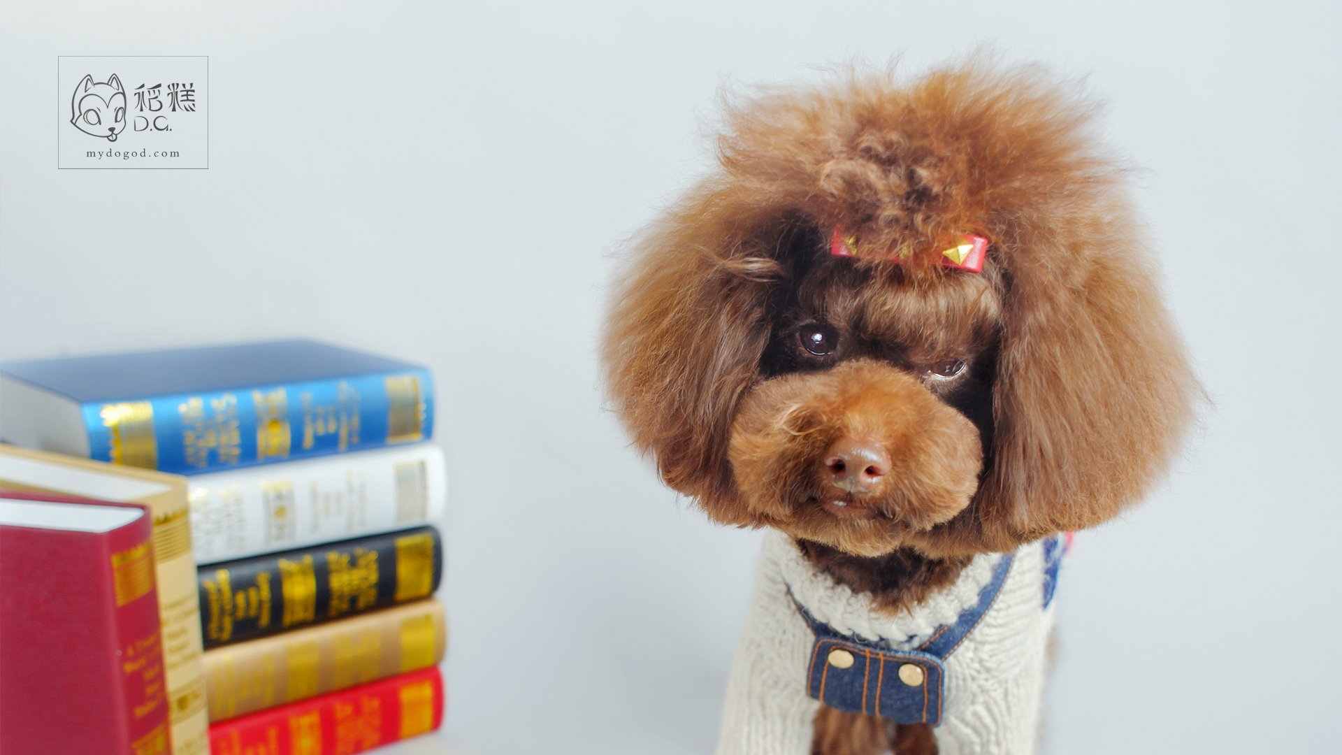 汪星人,稻糕摄影,稻糕宠物,卖萌,可爱,古灵精怪,儿童桌面专用