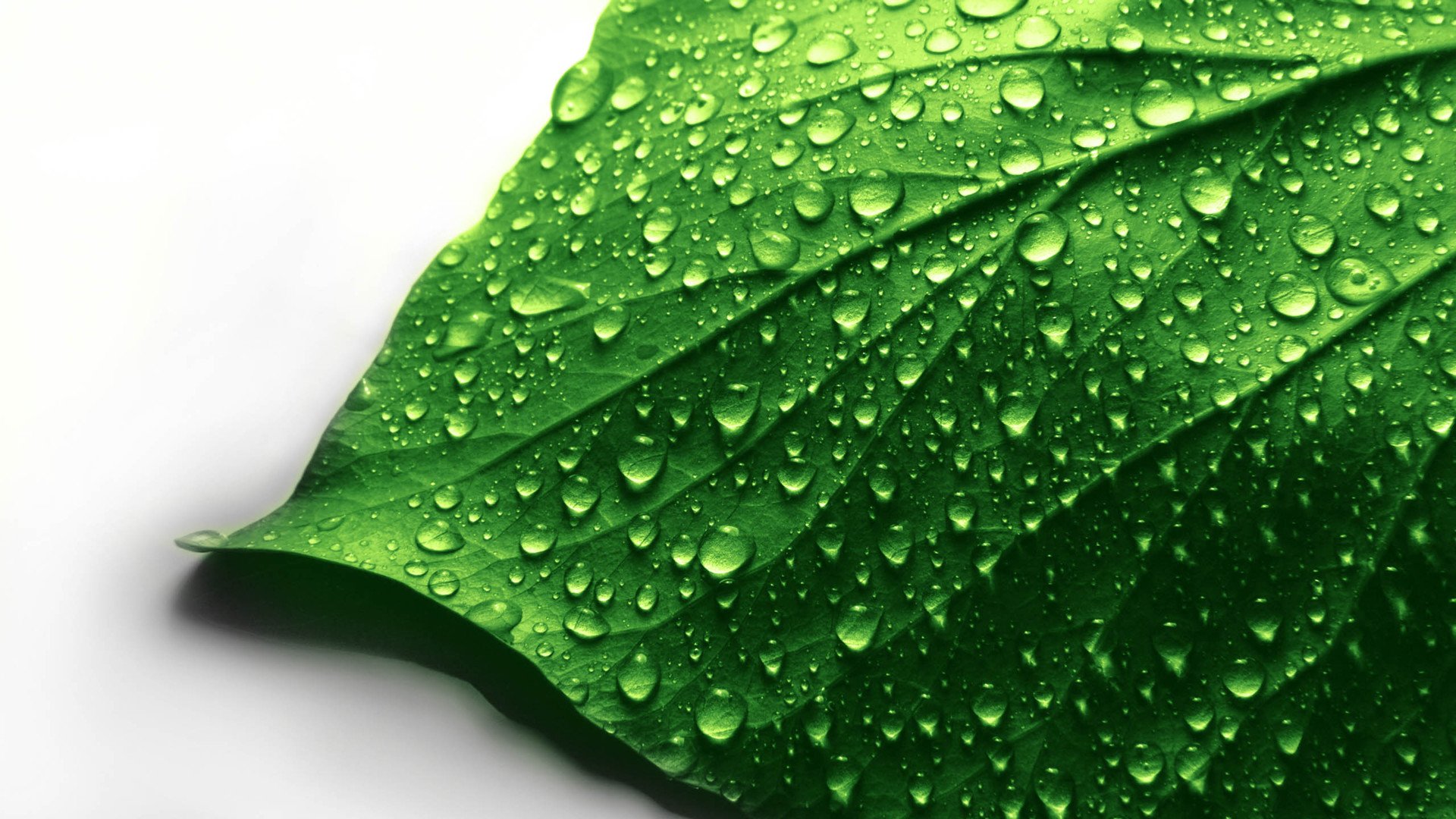 小清新,护眼壁纸,儿童桌面专用