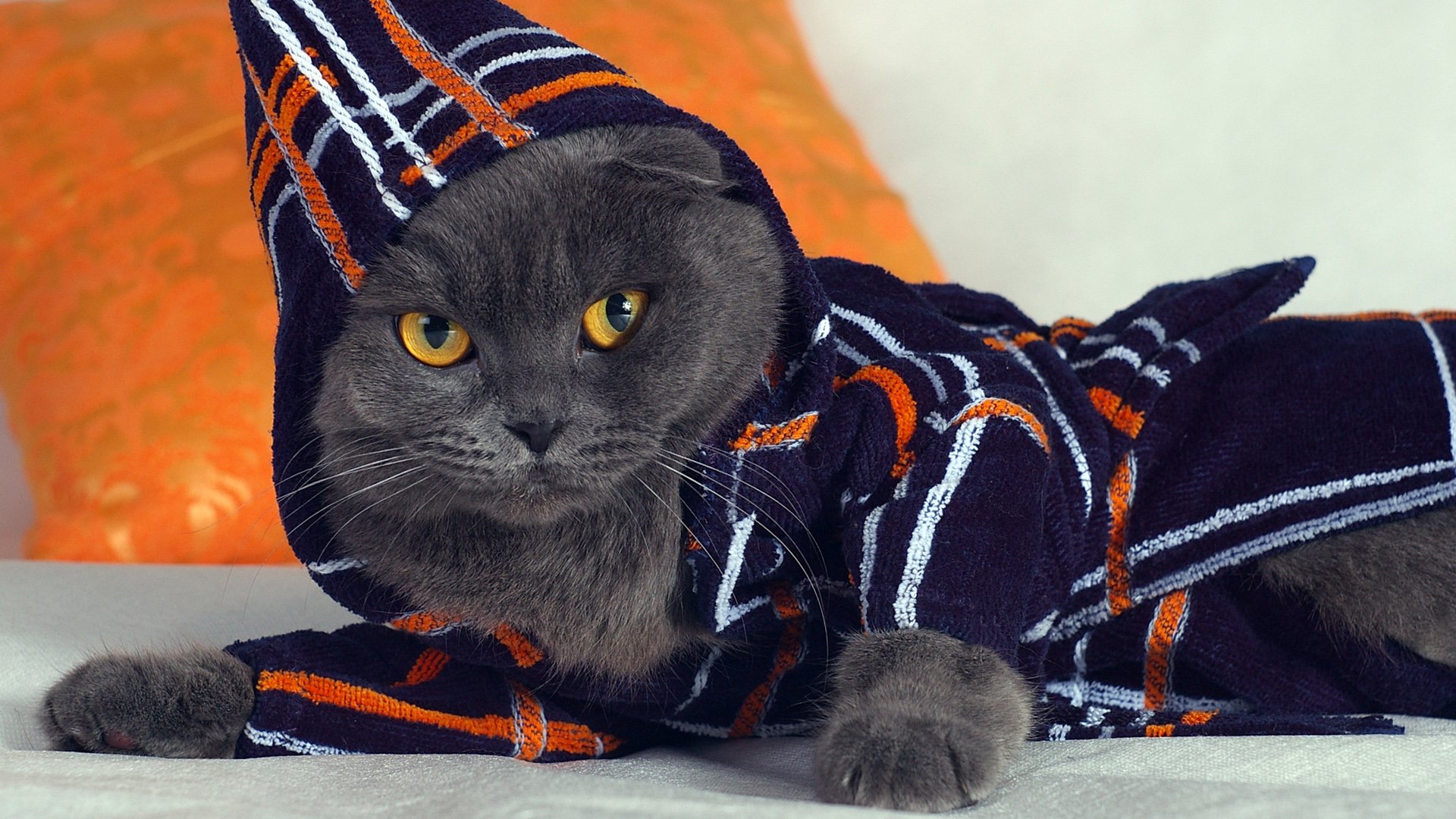 萌宠,喵星人,可爱,猫,古灵精怪,儿童桌面专用