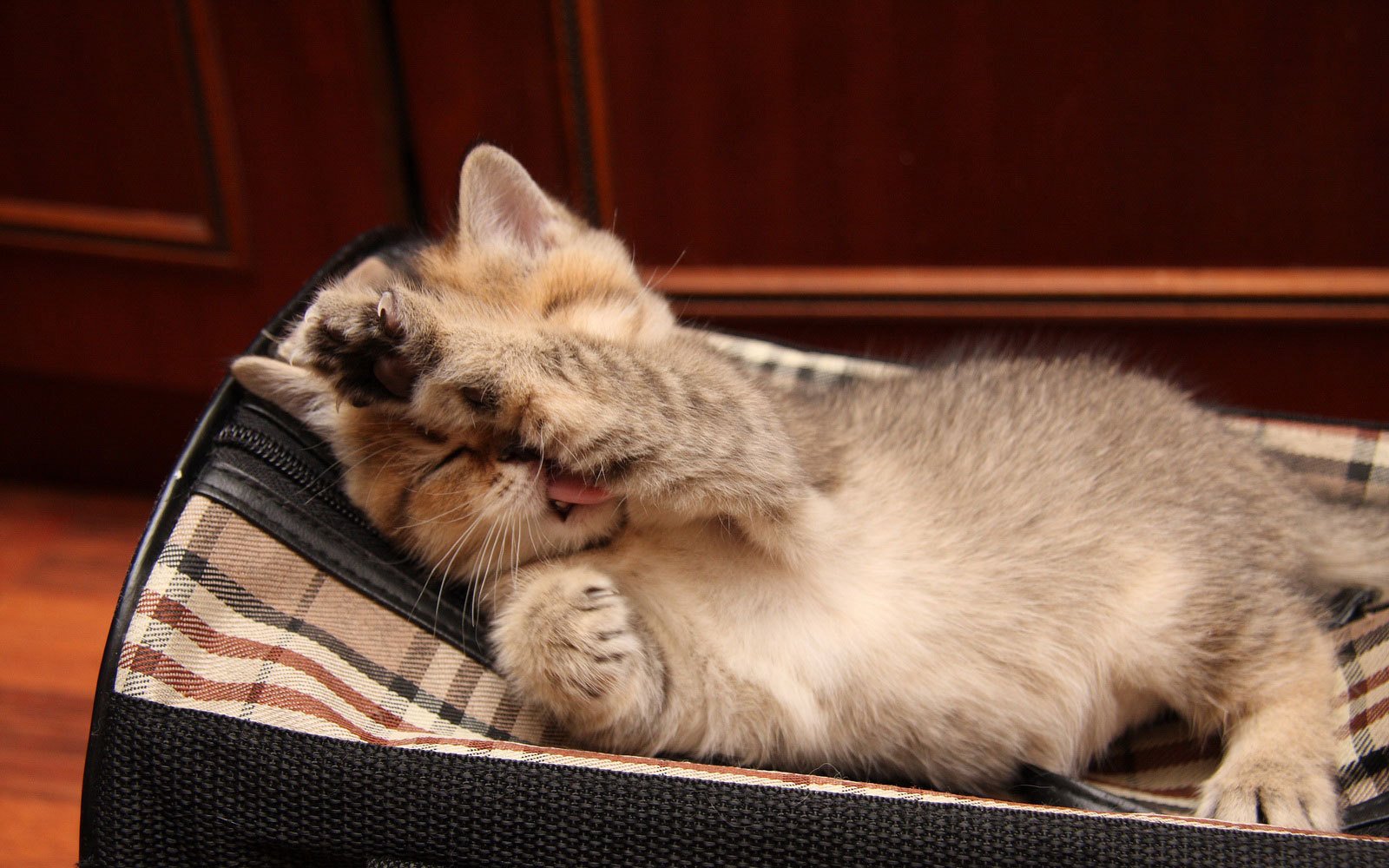 萌宠,喵星人,可爱,猫,古灵精怪,儿童桌面专用