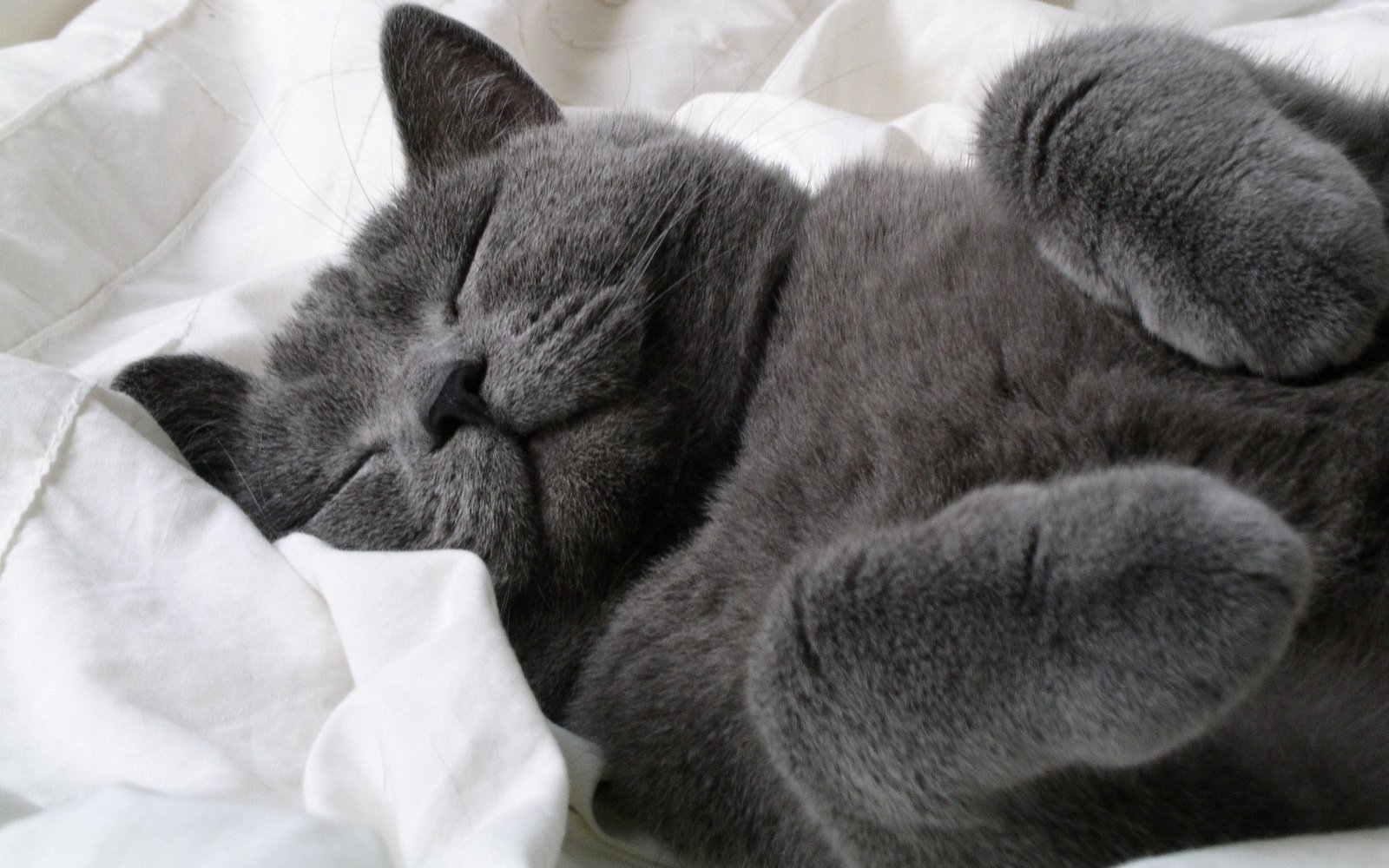 萌宠,喵星人,可爱,猫,古灵精怪,儿童桌面专用