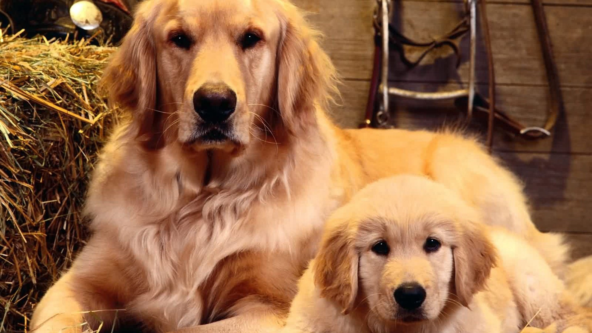 萌宠,汪星人,狗,可爱,卖萌,宠物,儿童桌面专用