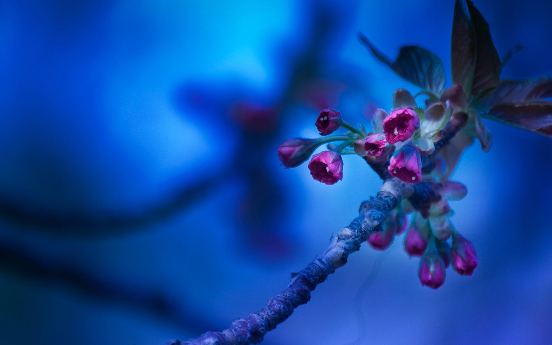 小清新,静物写真,花卉,3月7日,儿童桌面专用