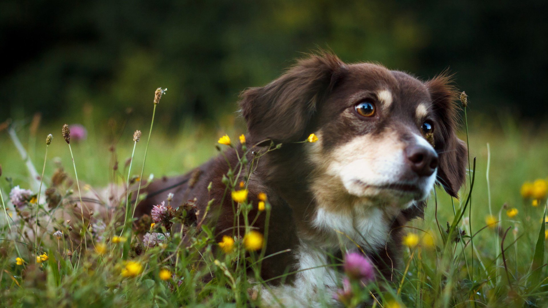 萌宠,狗,汪星人,可爱,卖萌,宠物,儿童桌面专用