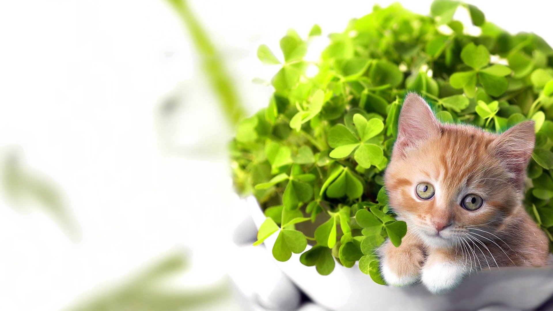 萌宠,喵星人,猫,卖萌,可爱,儿童桌面专用