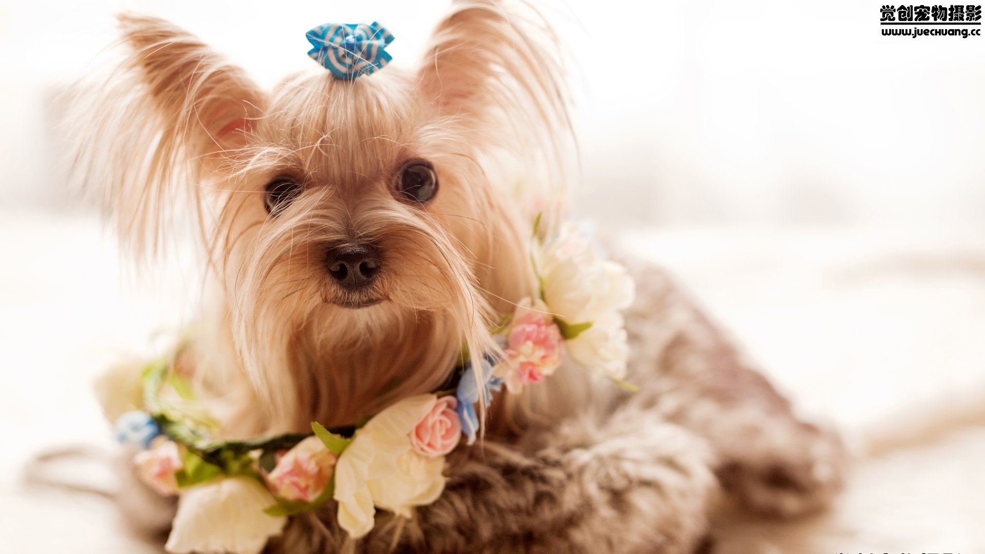 萌宠,汪星人,狗,卖萌,古灵精怪,觉创摄影,宠物,儿童桌面专用