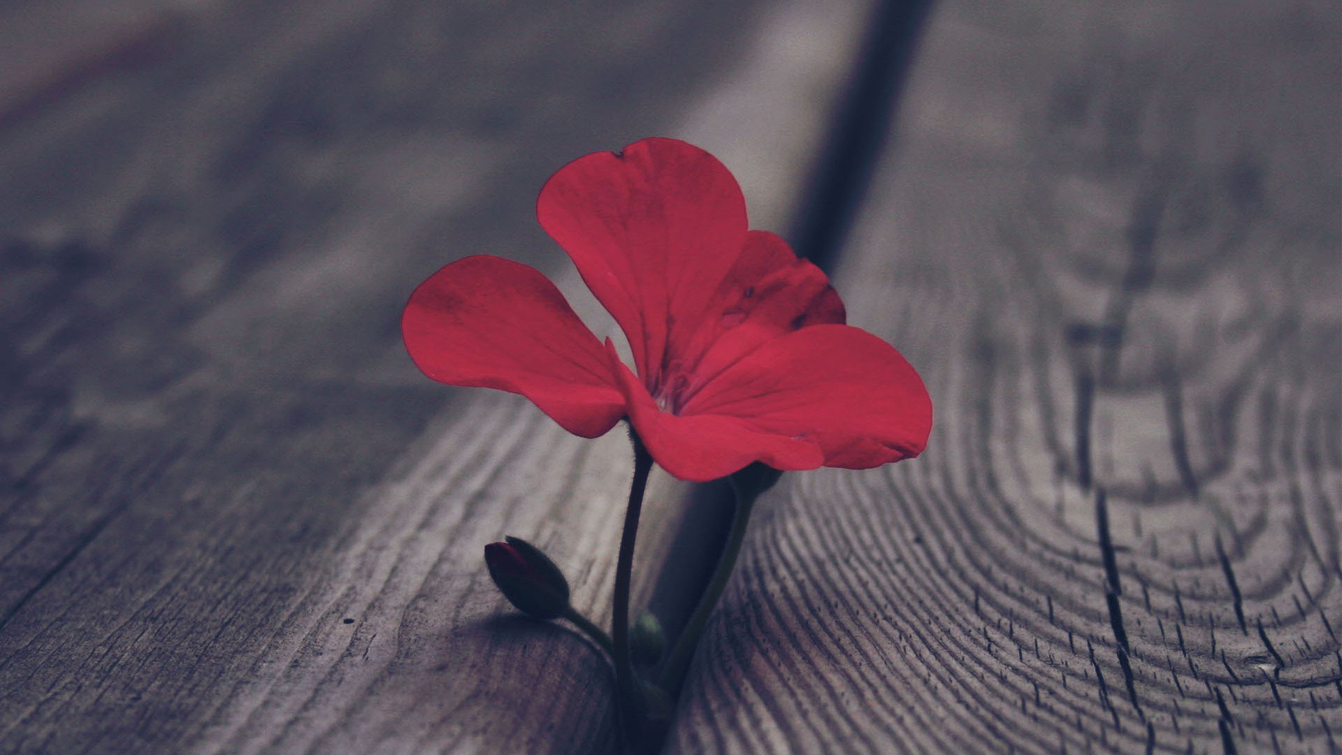 小清新,娇艳欲滴,花,儿童桌面专用