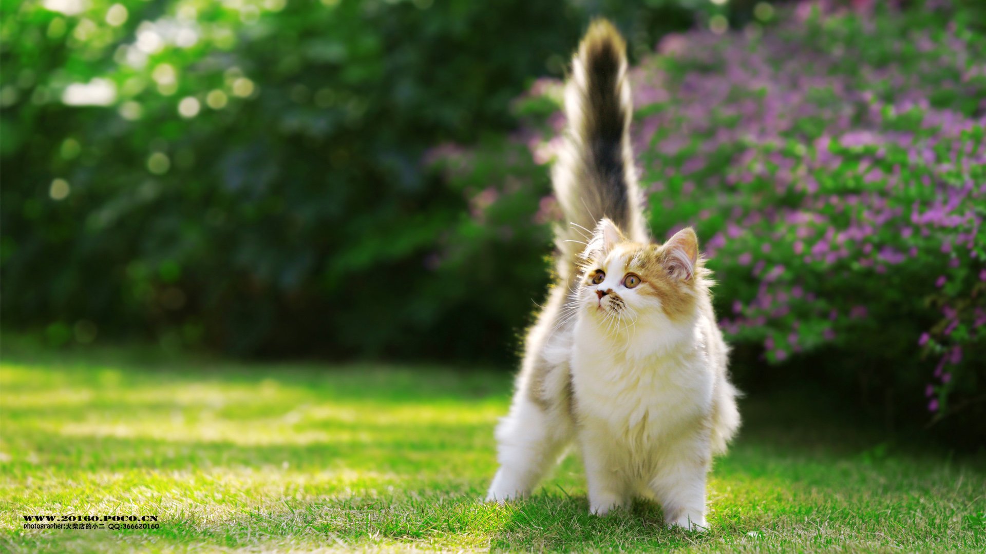 萌宠,宠物,火柴摄影,猫,喵星人,卖萌,可爱,儿童桌面专用