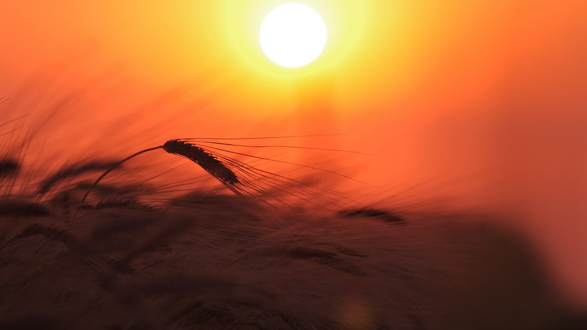 风景,落日余晖,儿童桌面专用