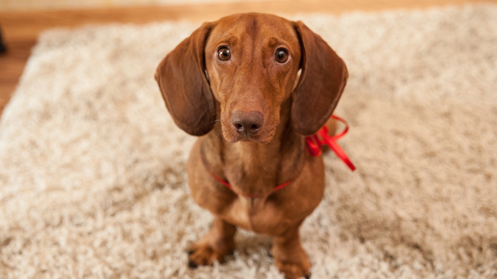 萌宠,狗,汪星人,卖萌图,可爱,古灵精怪,儿童桌面专用