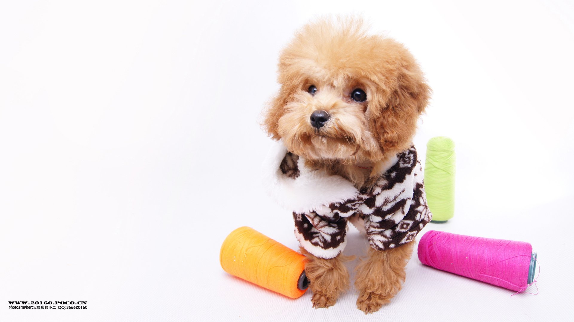 萌宠,狗,汪星人,卖萌图,古灵精怪,可爱,火柴摄影,独家首发,@摄影师火柴店的小二,儿童桌面专用