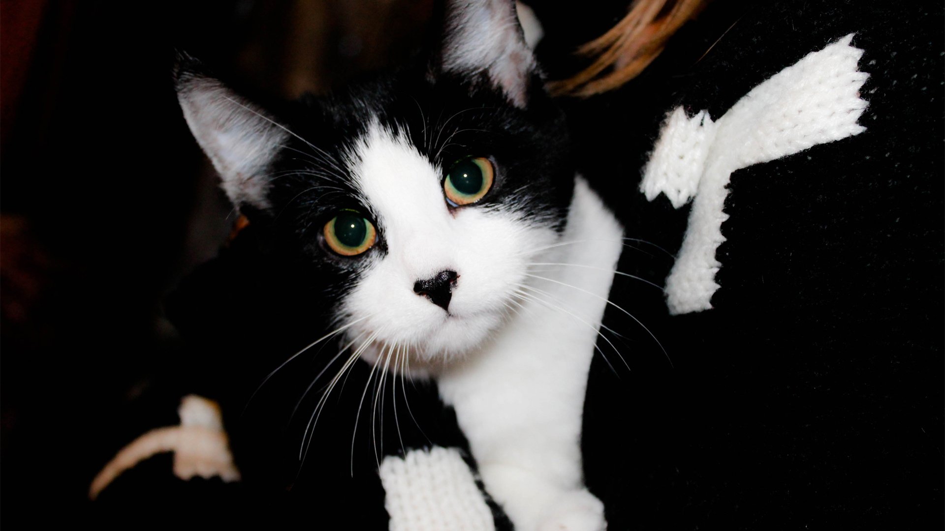 萌宠,喵星人,猫,可爱,卖萌,宠物,儿童桌面专用