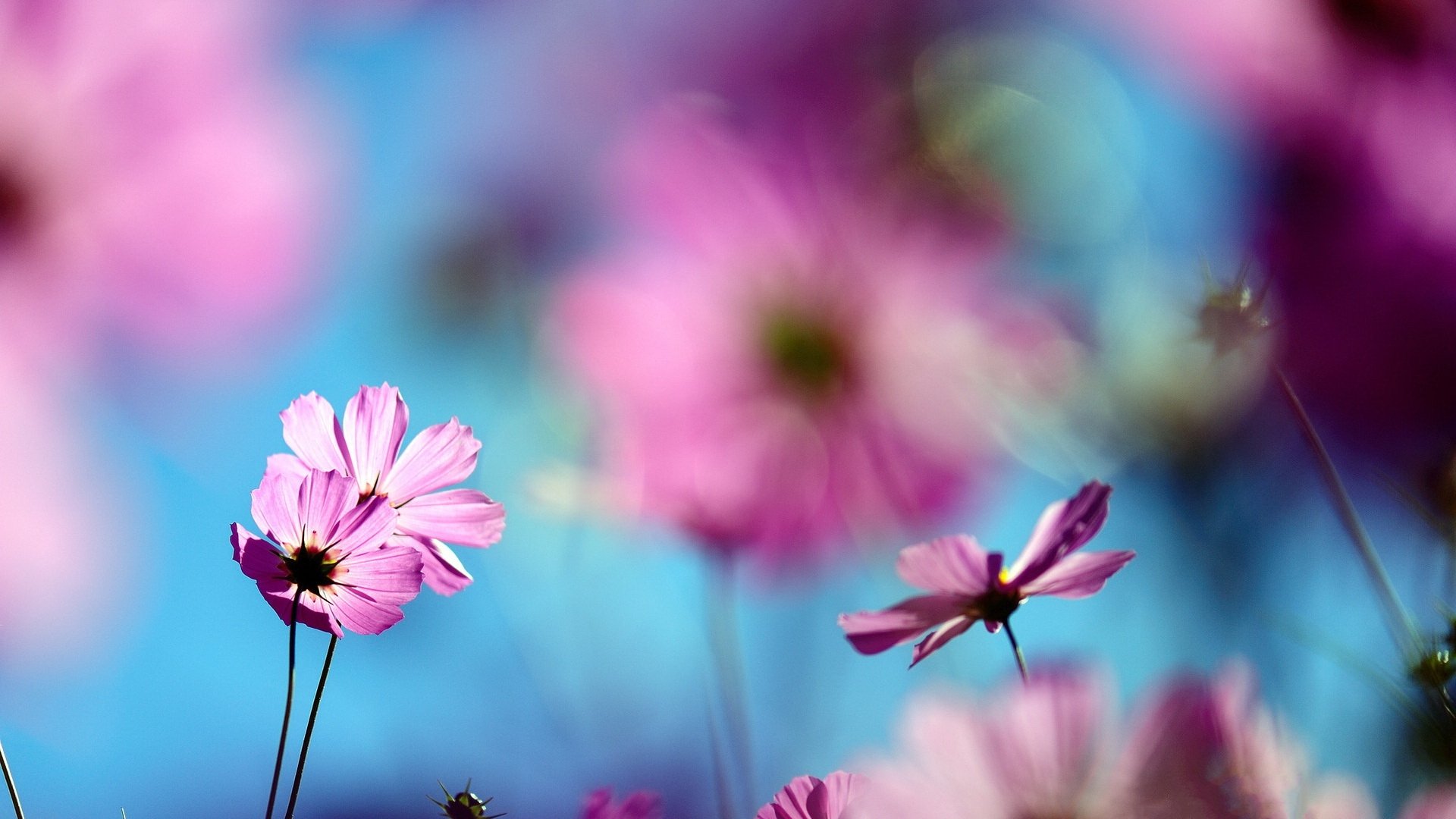 风景,春意盎然,儿童桌面专用