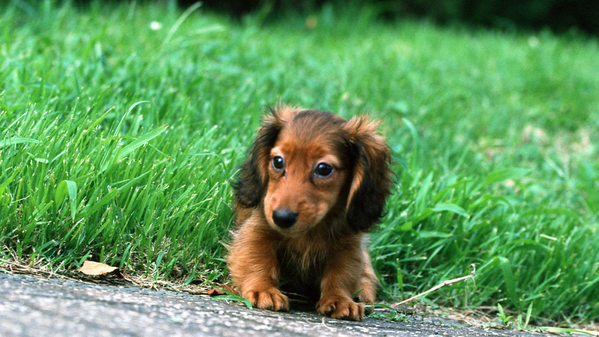 萌宠,汪星人,狗,可爱,卖萌图,儿童桌面专用