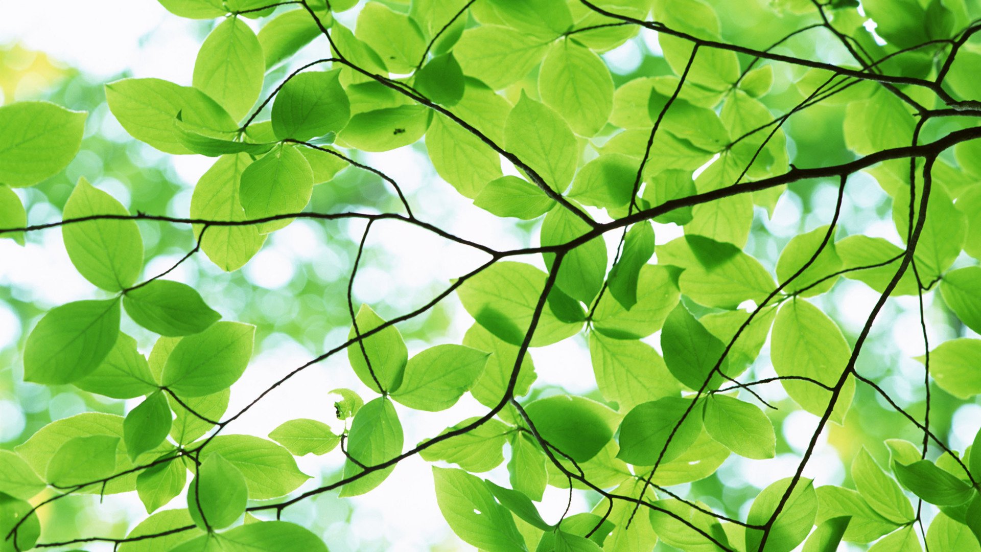 小清新,护眼壁纸,儿童桌面专用