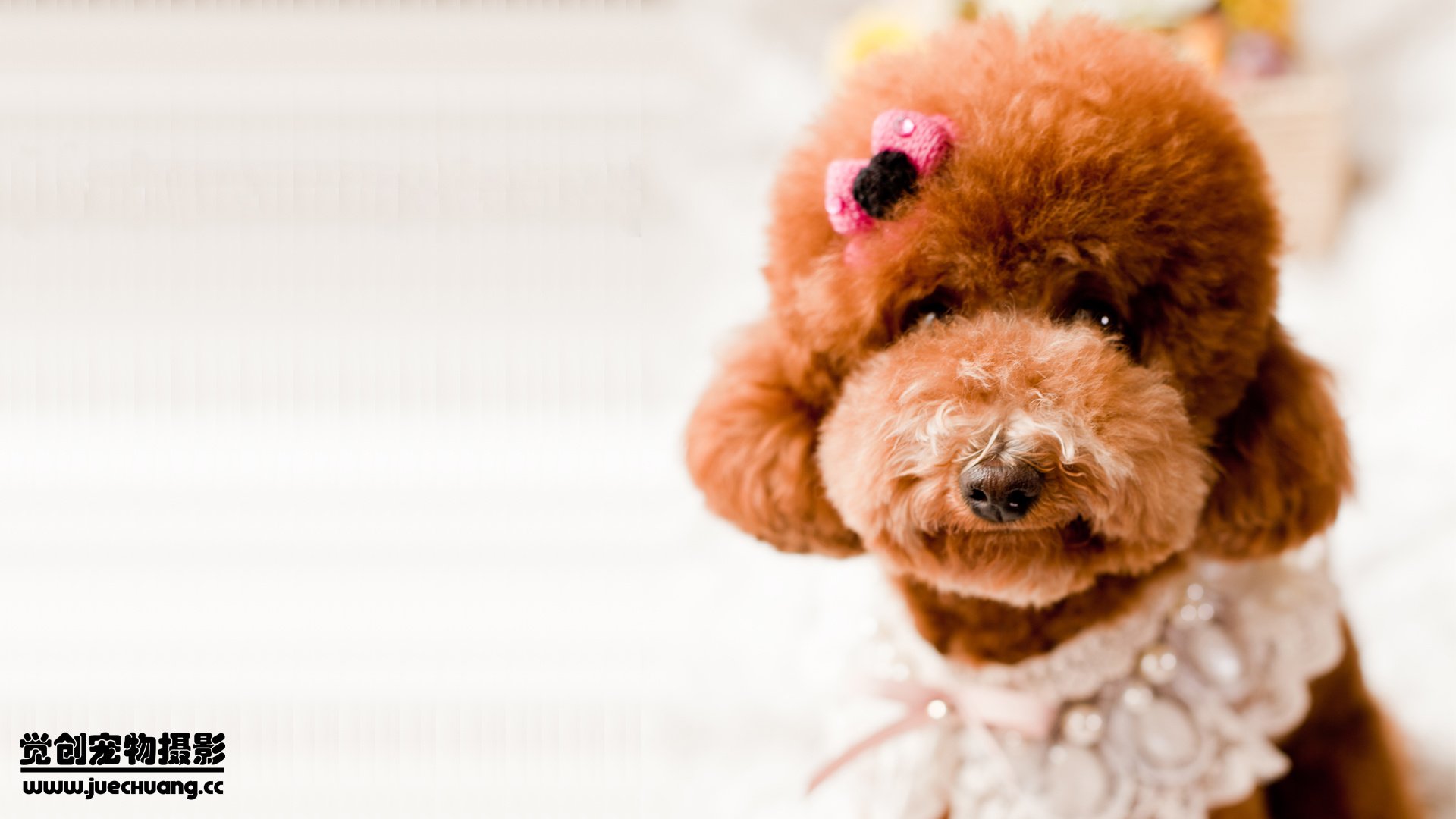 萌宠,汪星人,狗,可爱,卖萌图,古灵精怪,觉创摄影,@觉创摄影,儿童桌面专用