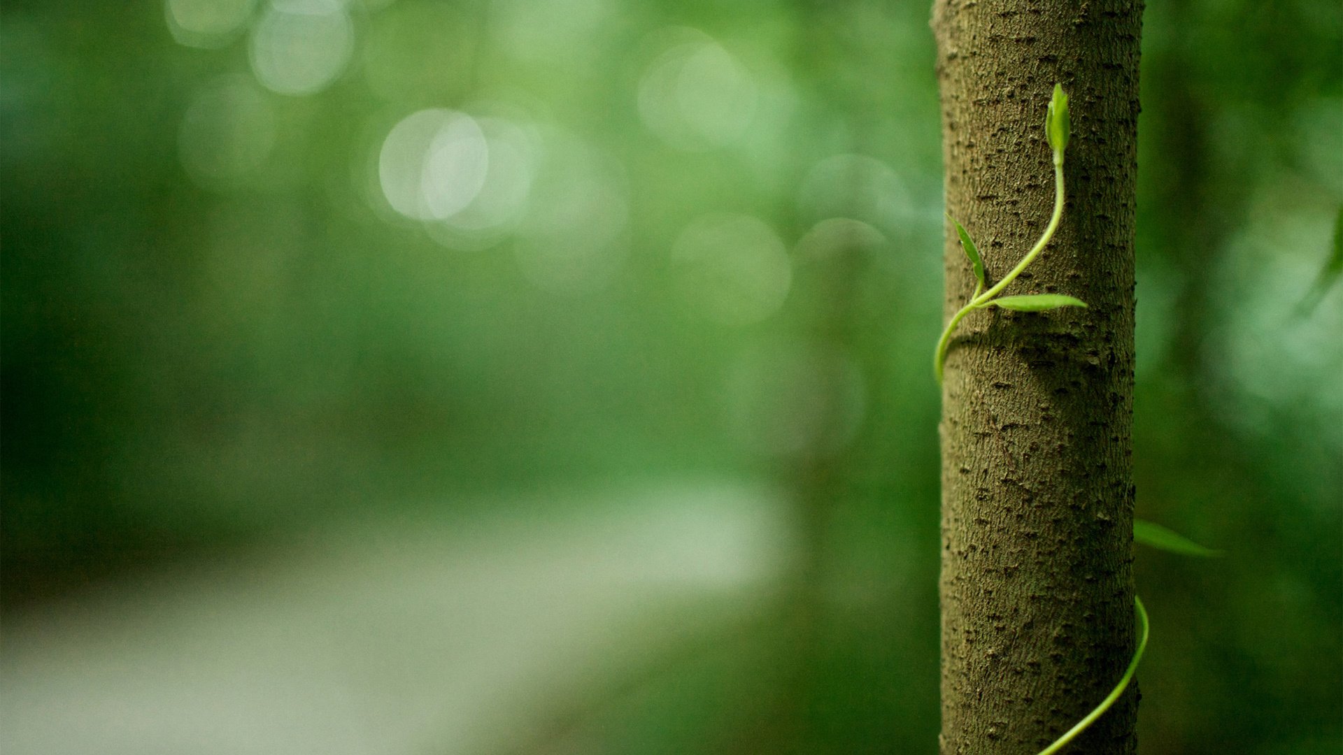 小清新,护眼壁纸,儿童桌面专用