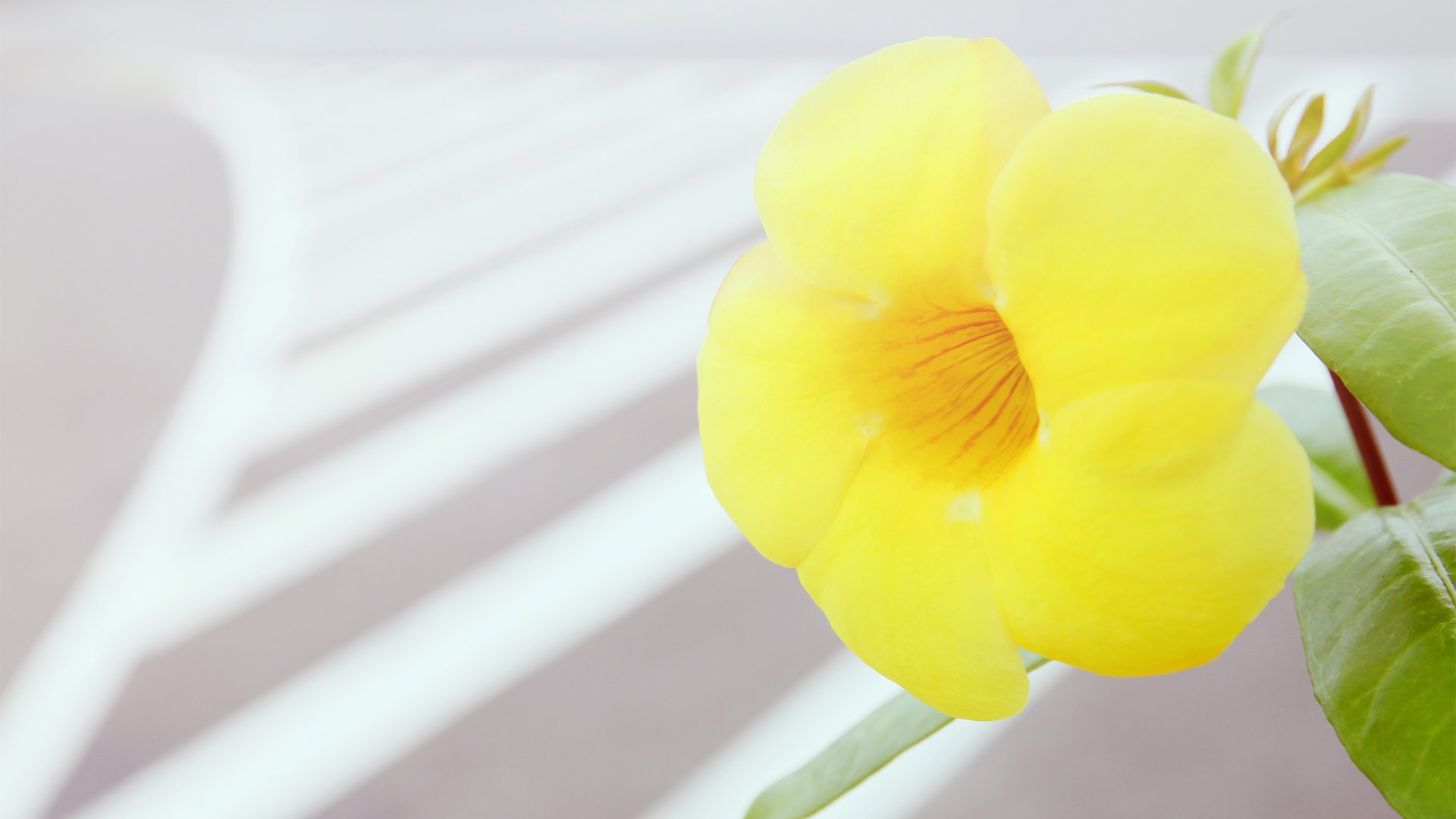 小清新,清新淡雅,花,YBP摄影,@YBP摄影,儿童桌面专用