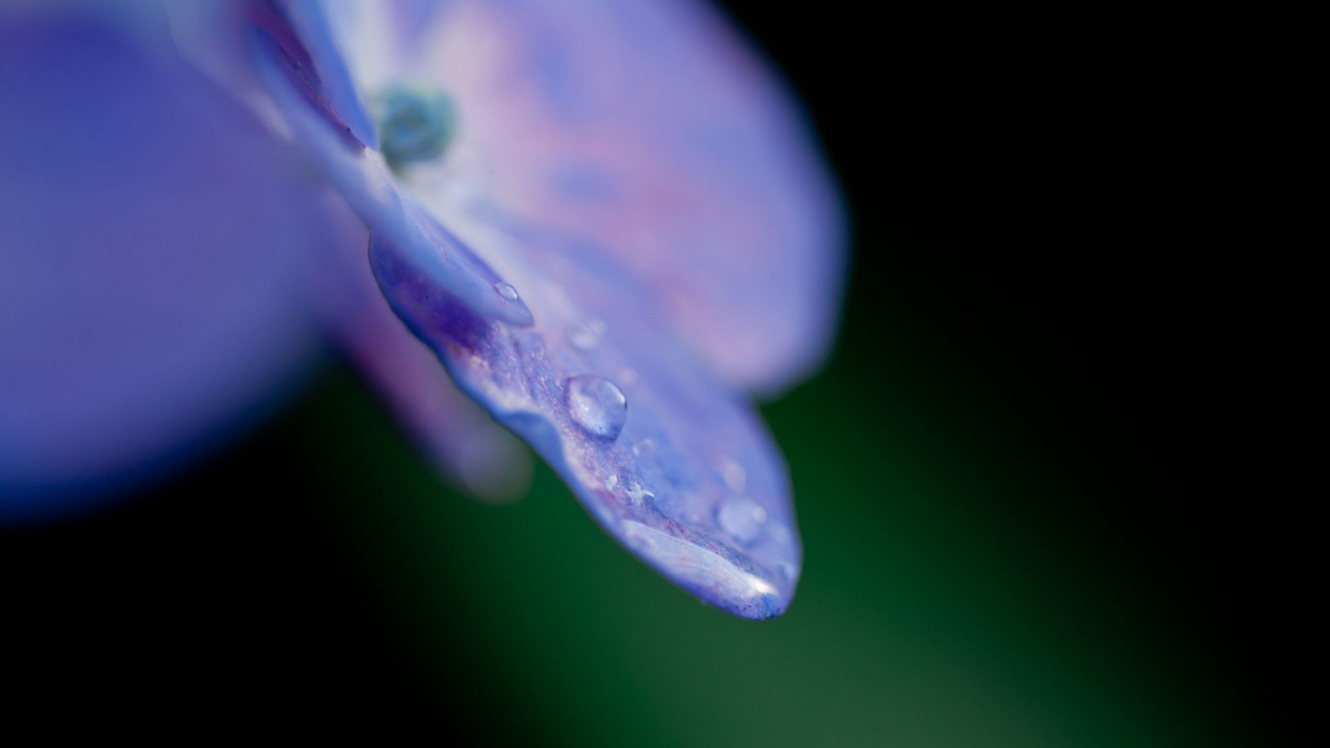 小清新,娇艳欲滴,花,儿童桌面专用