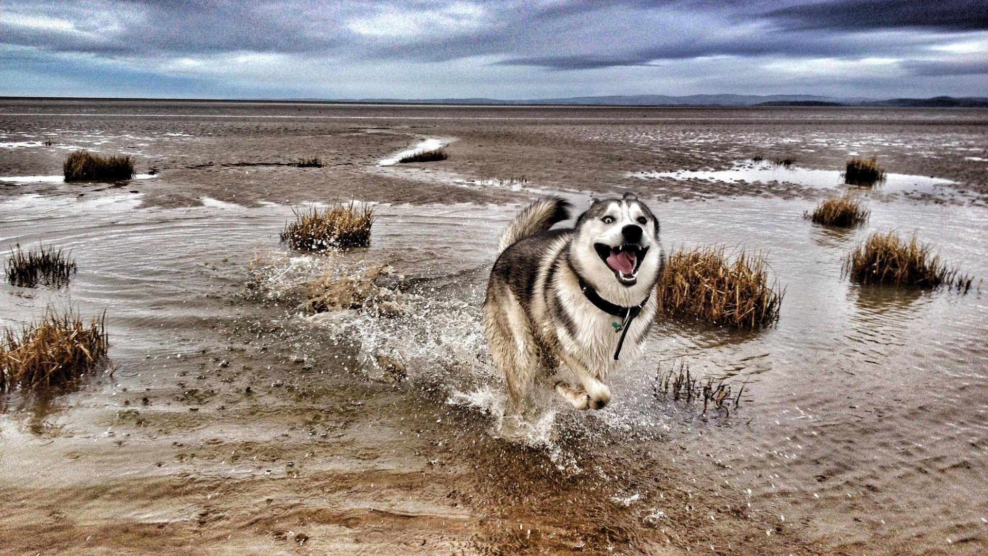 萌宠,汪星人,狗,古灵精怪,可爱,卖萌,宠物,儿童桌面专用